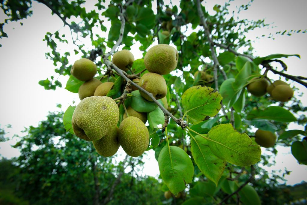 Willa The Pear County Kodaikanal Zewnętrze zdjęcie